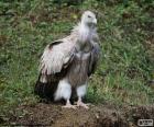 Los buitres son aves rapaces que suelen alimentarse especialmente de animales muertos