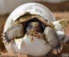 Nacimiento de una tortuga