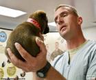 Veterinario haciendo una exploración a un perrito