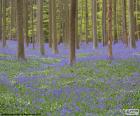 Bosque Hallerbos, Bélgica