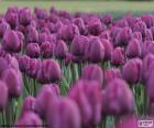 Tulipanes púrpura