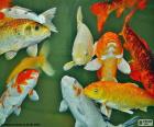 Carpas de colores