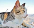 Gato estirado y observando el paisaje 