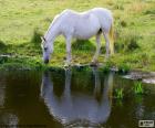 Caballo blanco bebiendo en la orilla del lago