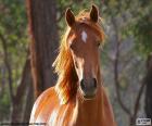 Caballo marrón de frente