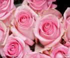 Grupo de bonitas rosas de color rosa