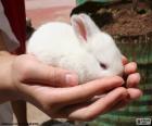 Conejito blanco en las manos de una mujer