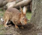 Conejo en busca de comida