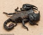 El escorpión emperador, es originario de las selvas tropicales y sabanas de África. Es uno de los escorpiones más grandes del mundo, su cuerpo es negro