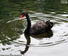 Cisne negro