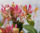 Flor de la madreselva de los jardines, un arbusto del sur de Europa