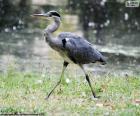 Garza real de largas patas