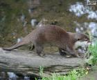 Nutria pasando por encima de un tronco