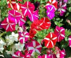 Flores de petunia
