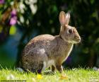Bonito conejo europeo sentado en la hierba