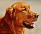 Cabeza de golden retriever
