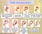 El desarrollo fetal (ingles)