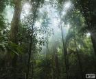 Interior de la selva