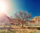 Árbol sin hojas bajo el sol en un paisaje semidesértico