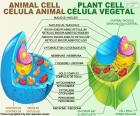 Célula animal y vegetal
