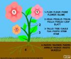 Partes de una planta