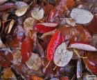 Hojas de otoño mojadas