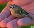 El reyezuelo sencillo es una de las aves más pequeñas de Europa. Se alimenta de pequeños insectos y arañas