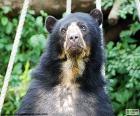 Oso de anteojos