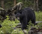 Un gran oso negro o oso negro americano en el bosque. Es el oso más común en Norteamérica