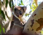 Koala en lo alto de un eucalipto, cuyas hojas constituyen la mayor parte de su dieta
