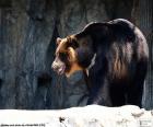 El oso tibetano, oso del Himalaya u oso negro asiático, es de tamaño medio y vive en zonas montañosas de Asia