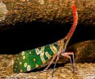 Cigarra colorida adulta. Las cigarras, chicharras, coyuyos, chiquilichis o cícadas pueden vivir tanto en climas templados como tropicales. Las cigarras machos emiten un canto muy característico