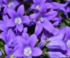 El color violeta o púrpura