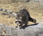 El mapache es un animal de bosque del continente americano