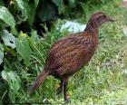 Rascón weka