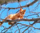 Gato en una rama