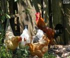 Gallo y gallinas