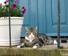 Gato tumbado junto a una maceta de flores