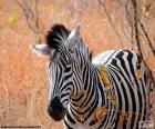 Las cebras son uno de los animales más conocidos de África