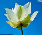 Flor de loto blanca