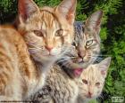 Tres gatos miran fijamente