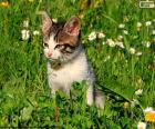 Gato en el campo sentado entre la hierba