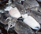 La sepia, jibia, choco o cachón es un animal marino comestible, vive en el fondo de mares poco profundos
