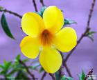 Flor amarilla cinco pétalos