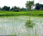 Campo de Arroz, Indonesia