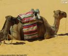 Dos camellos descansando en el desierto