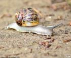 Caracol por el suelo