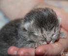 Un precioso gato recién nacido en la mano de su dueño