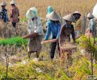 Cosecha arroz, Indonesia