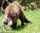 Coatí de nariz blanca